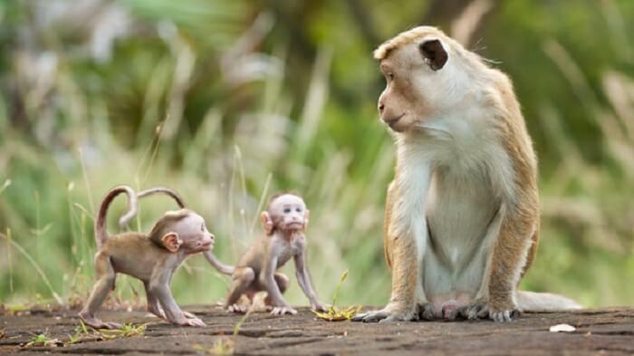 “Con khỉ” tiếng anh là gì? Những thành ngữ tiếng anh với từ con khỉ