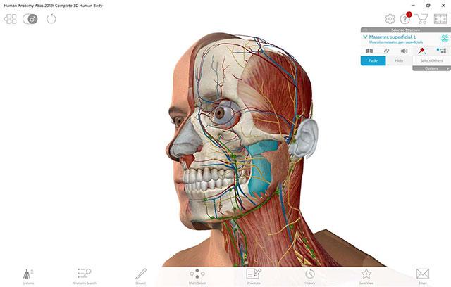 Human Anatomy Atlas 2019   Atlas giải phẫu cơ thể người 3D đầy đủ nhất