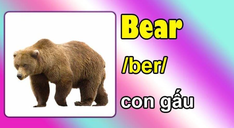 Từ vựng con gấu tiếng Anh là gì?
