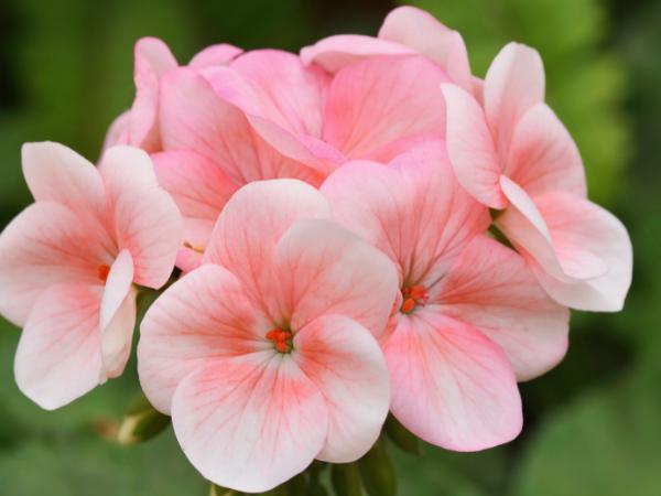 Phong lữ (Geranium) - Loài hoa mang biểu tượng ưu ái