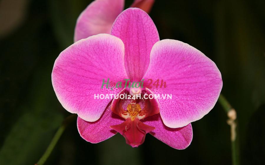 Hoa Orchid là gì? Hoa Orchid có những đặc điểm gì?